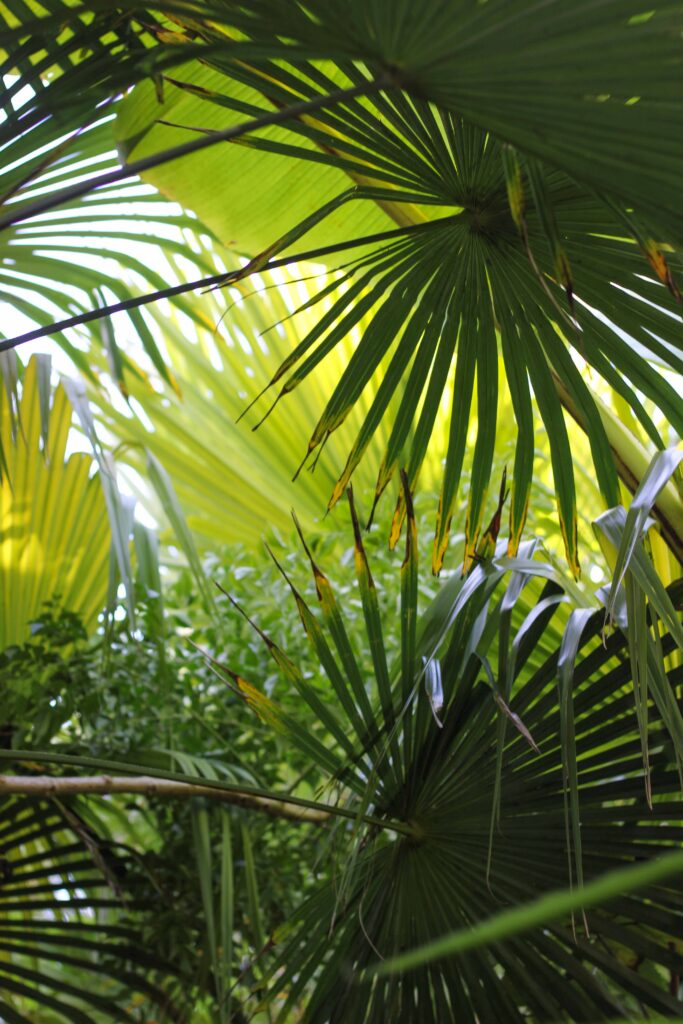 Palmiers et végétation exotique du Jardin Georges Delaselle sur l'île de Batz