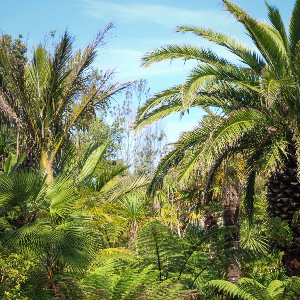 Végétation tropicale du Jardin Georges Delaselle sur l'île de Batz